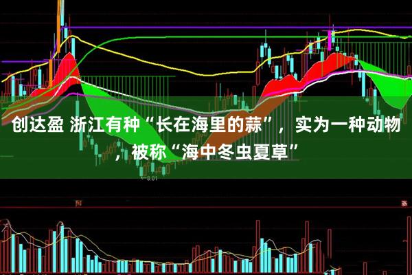 创达盈 浙江有种“长在海里的蒜”，实为一种动物，被称“海中冬虫夏草”